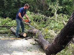 Best Seasonal Cleanup (Spring/Fall)  in Palm Shores, FL