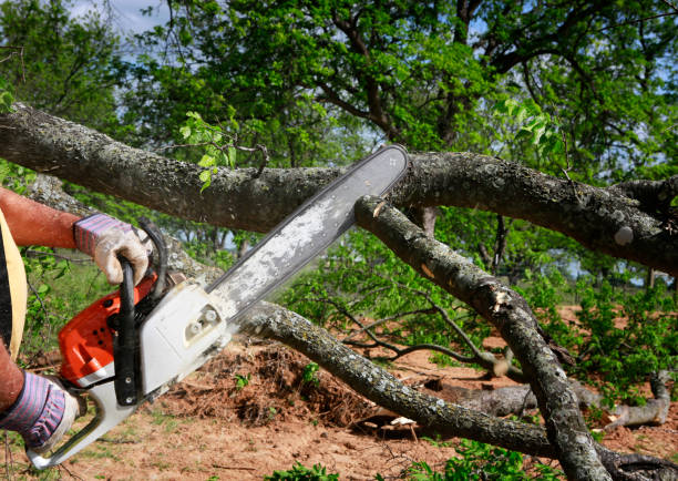 Lawn Pest Prevention in Palm Shores, FL